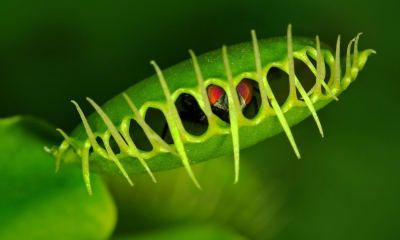 Dionaea muscipula