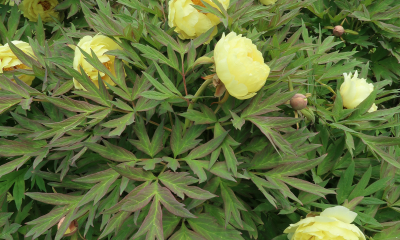 Paeonia x lemoinei High Noon