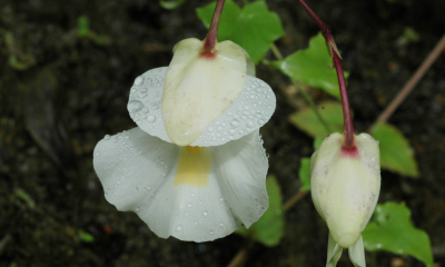 Utricularia alpina_květ