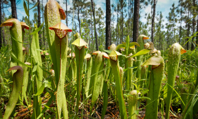 	Sarracenia minor