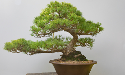 Pinus parviflora - borovice drobnokvětá