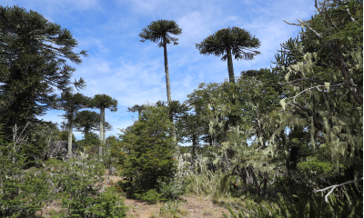 Blahočety chilské (Araucaria araucana) jsou výraznou a působivou dominantou v národním parku Nabuelhuta.