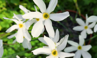 Narcissus serotinus