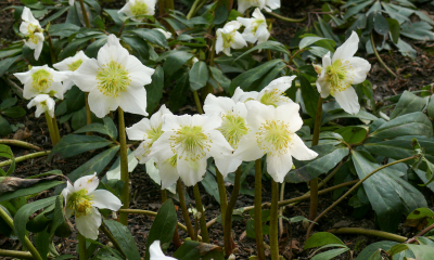 Čemeřice černá - Helleborus niger. Stálezelená trvalka s kožovitými listy, charakteristické jsou černé oddenky. Je domácí ve středních a východních Alpách po Apeniny a zasahuje až do Karpat.