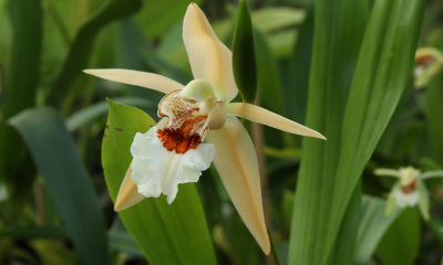 Coelogyne eberhardtii