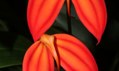 Masdevallia ignea je vysokohorská orchidej z mlžných lesů východní Kolumbie, kde roste v nadmořské výšce 2600 až 3800 metrů v polštářích mechu na zkroucených větvích.
