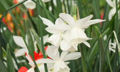 Narcissus 'Thalia' 