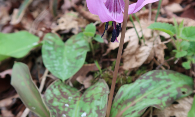 Erythronium japonicum