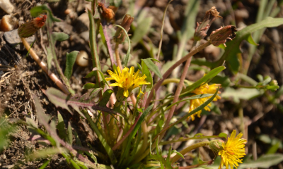 	Taraxacum bessarabicum - foto Jana Navrátilová