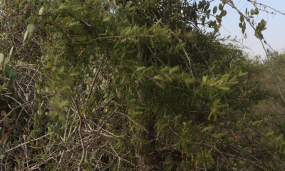 	Xerosicyos Madagaskar, 2018