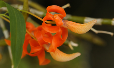 Dendrobium unicum
Krásná miniaturka slaví 50 let od objevení a popsání skvělým dánským botanikem Gunarem Seidenfaddenem. V přírodě roste v horách Myanmaru, Thajska, Laosu a Vietnamu. Obývá sezónně suché poloopadavé lesy v nadmořské výšce 800 až 1600 metrů. Šlechtitelé tento druh využívají ke křížení pro oranžovou barvu květů.