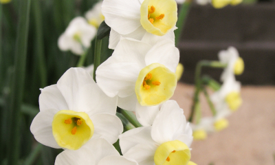 Narcissus tazetta 'Avalanche' 