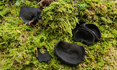 Pseudoplectania melaena