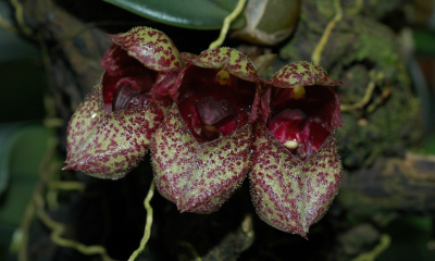 Bulbophyllum frostii
Drobná orchidej roste pouze ve Vietnamu, ve stálezelených lesích do nadmořské výšky přibližně 1 000 metrů. Květy mají velmi zajímavý tvar, někomu připomínají bačkůrku. Voní jen slabě a příjemně, na rozdíl od mnohých příbuzných rodu. Zatím nepatří mezi vzácné, ohrožuje ho především ničení přírodních stanovišť.     