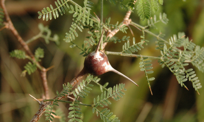 Acacia drepanoclada