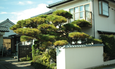 Tvarovaný strom niwaki u rodinného domu