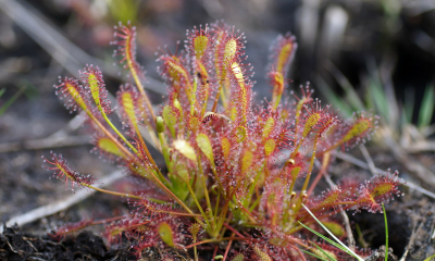 Drosera intermedia