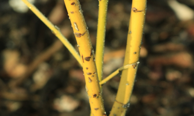 	Cornus stolonifera Flaviramea