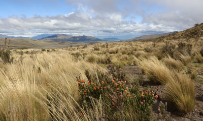 Výprava do Ekvádoru 2019. Cesta vedla přes Andy, keříčky Chuquiraga jussieui kvetly až do výšky 4300 metrů nad mořem.