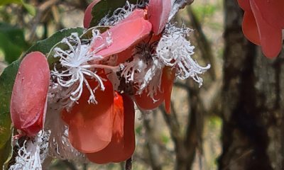 Flatida (Phromnia) rosea: Křís voskovka, Flatida rosea, žije pouze na Madagaskaru a je naprosto nepřehlédnutelný. Nymfy chrání voskovitý povlak, který jim pomáhá proti nepřátelům.