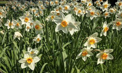 Stejně jako ostatní amarylkovité rostliny obsahuje narcis jedovaté alkaloidy (lykorin, tazetin, galantamin). Jedovatá je zejména cibule.