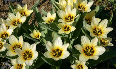 Největším skandálem proslul tulipán v 17. století. Drahé módně žíhané květy způsobovala viróza, která však významně zkracovala život rostlin. Kontakt z cibulemi může u citlivějších osob způsobovat vážné dermatitidy.