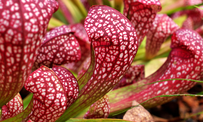 Sarracenia psittacina