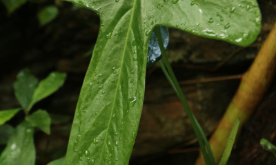 Anthurium truncicola