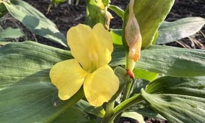 Pyrgophyllum yunnanense, venkovní expozice Horní zahrady