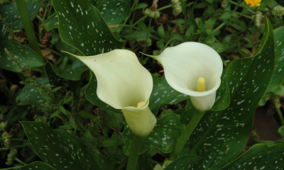 Zantedeschia