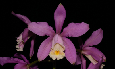 Cattleya harrisoniana pochází ze států Espirito Santo a Rio de Janeiro na jihovýchodě Brazílie. Roste v bažinatých lesích v okolí pobřežních písečných dun, někdy také podél řek i dále od pobřeží. Je to středně velký dvoulistý druh a poměrně teplomilný.
 