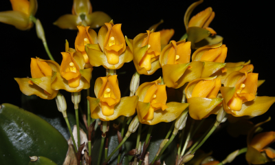 Lycaste cochleata
Středně velký druh Lycaste cochleata roste nejčastěji na stromech a mechem porostlých balvanech v horských lesích od jižního Mexika po Nikaraguu. V zimě, kdy bývá o trochu sušší sezóna, shazuje část listů, na jaře vykvétá množstvím žlutých květů, které na bezlisté rostlině vynikají. Květy krásně voní.
