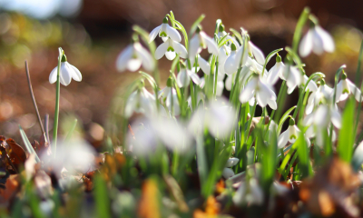 Sněženka podsněžník - Galanthus nivalis. Vyskytuje se ve střední, jižní a jihovýchodní Evropě. U nás nejčastěji v listnatých lesích a na vlhkých loukách.