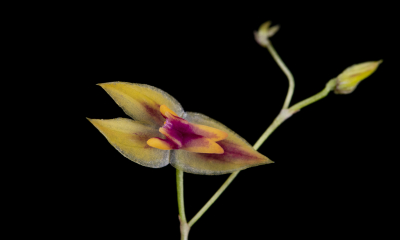 Lepanthes sigsigensis 