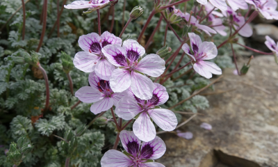 Erodium x kolbianaum Natasha