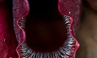Sarracenia purpurea