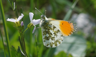 	ANTHOCHARIS CARDAMINES - Bělásek řeřichový