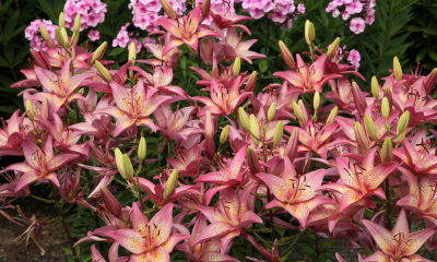 Lilium x hybridum Arsenal