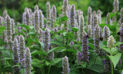 Agastache mexicana je aromatická bylina, která láká do zahrady i mnoho opylovačů