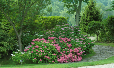 Hydrangea macrophylla