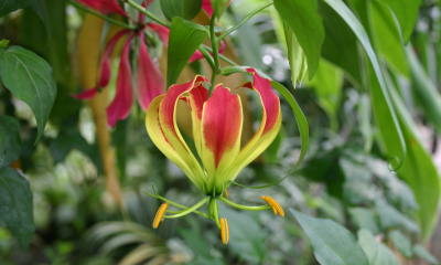 Gloriosa superba