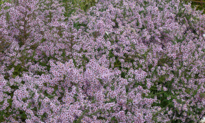 Aster ericoides Lovely