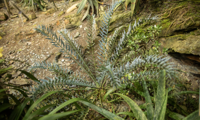 Encephalarthos horridus v první části skleníku Fata Morgana.
