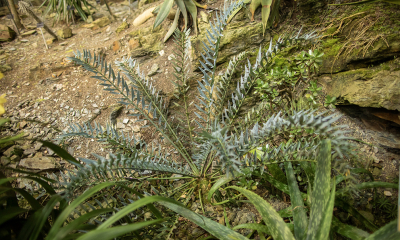 Encephalarthos horridus v první části skleníku Fata Morgana.
