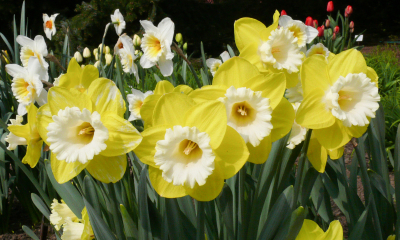 Narcissus 'Pineapple Prince'