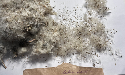 Semínka Taraxacum hollandicum