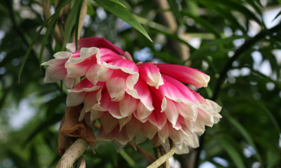 Tecomanthe dendrophila