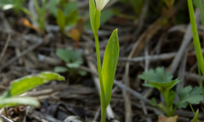 	Pogonia minor