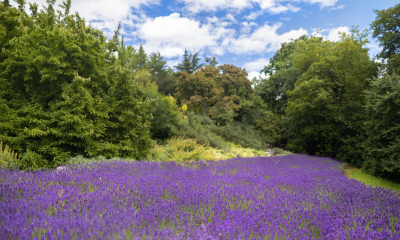 Lavender field in the Mediterranean exposition in our botanical garden