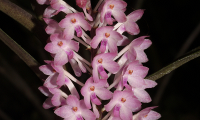 Ascocentrum christensonianum.
Vyskytuje se pouze na malém území jižního Vietnamu. Roste na stromech v monzunových poloopadavých lesích.